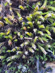 Schistidium crassipilum