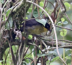 Atlapetes pallidinucha