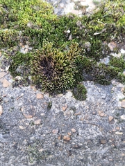 Schistidium crassipilum