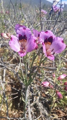 Alstroemeria magnifica