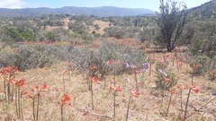 Zephyranthes phycelloides