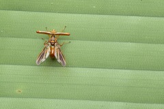 Richardia telescopica