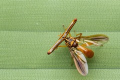 Richardia telescopica