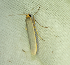 Eilema