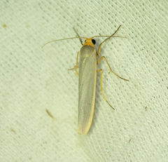 Eilema