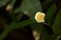 Camellia