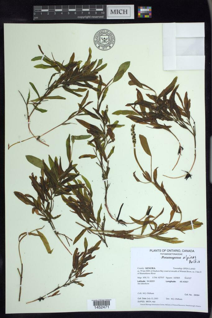 Pondweeds from Canada, Ontario, KENORA County, ca. 79 km SSW of Hudson ...