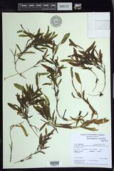 Potamogeton alpinus