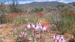 Alstroemeria magnifica