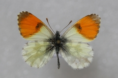 Anthocharis gruneri gruneri