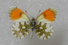 Anthocharis gruneri gruneri