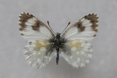 Anthocharis gruneri gruneri
