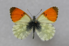 Anthocharis gruneri gruneri