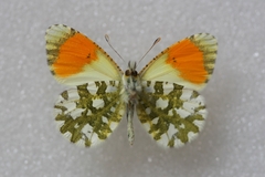 Anthocharis gruneri gruneri
