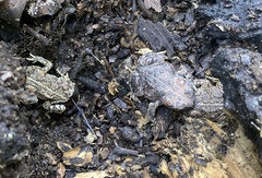 Anaxyrus boreas halophilus