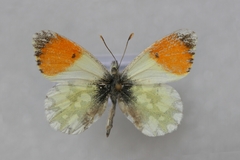 Anthocharis gruneri gruneri