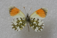 Anthocharis gruneri gruneri
