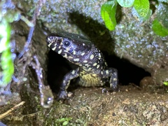 Lepidophyma flavimaculatum