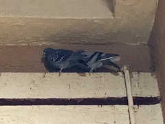 Columba livia domestica