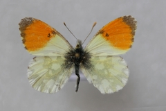 Anthocharis gruneri gruneri