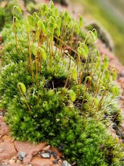 moss