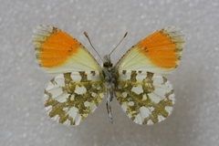 Anthocharis gruneri gruneri