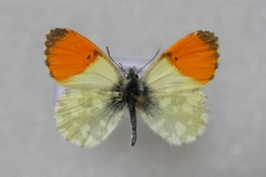 Anthocharis gruneri gruneri