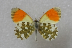 Anthocharis gruneri gruneri