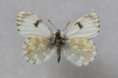 Anthocharis gruneri gruneri