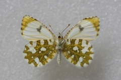 Anthocharis gruneri gruneri