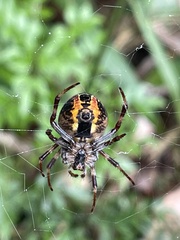 Araneus venatrix