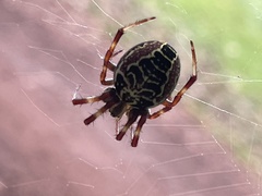 Araneus venatrix