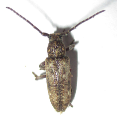 Apomecyna