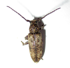 Apomecyna