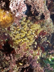 Polymastia penicillus