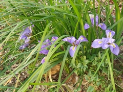 Iris unguicularis