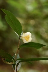 Camellia