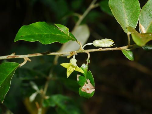 Elaeagnus formosensis, photograph 1