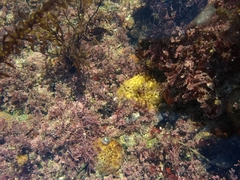 Polymastia penicillus