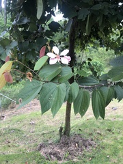 Bauhinia variegata