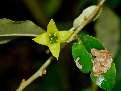 Elaeagnus formosensis (Elaeagnus formosensis)