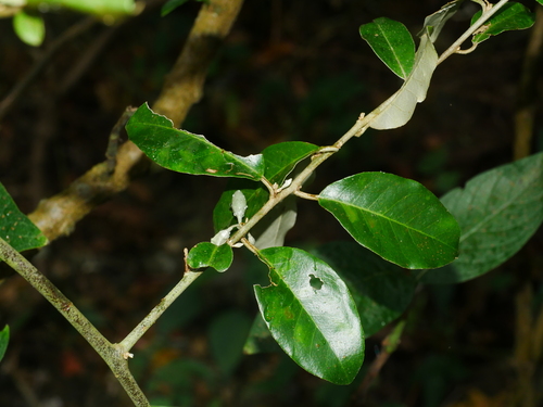 Elaeagnus formosensis, photograph 2