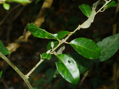 (c) Jacy Chen, some rights reserved (CC BY) Elaeagnus formosensis, photograph (c) Jacy Chen, some rights reserved (CC BY)