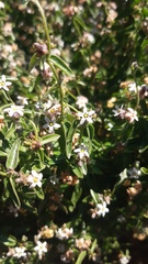 Diplolepis geminiflora