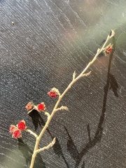 Parrotia