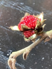 Parrotia