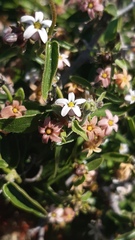Diplolepis geminiflora