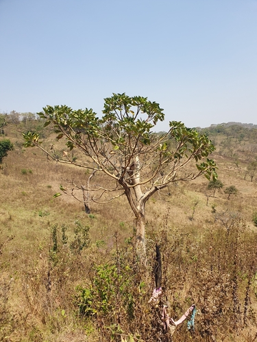 Ficus vasta