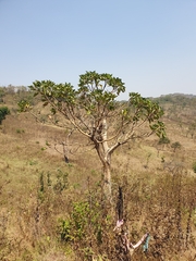 Ficus vasta