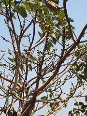 Ficus vasta